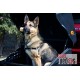 Cofre trasero porta-perros Towbox V1 Dog Gris. Envío Incluido